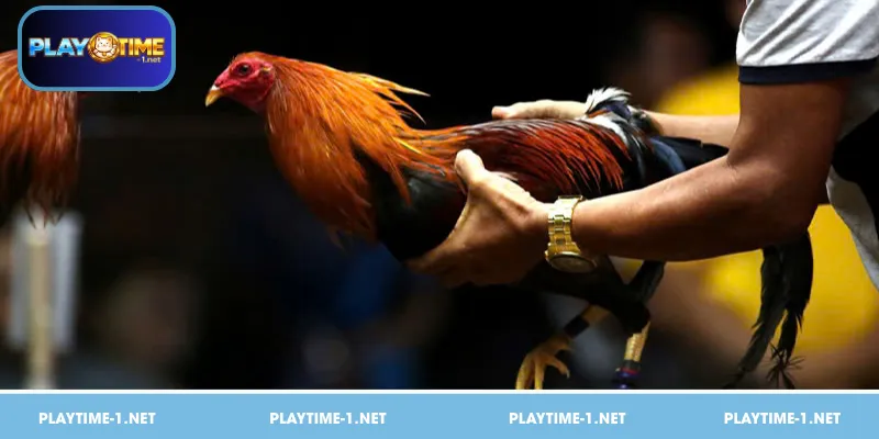 In Filipino culture, the Tari ng Manok is more than just a tool