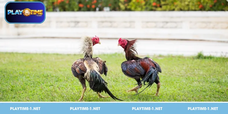Panalo sa Sabong guide: Learn how to analyze gamefowl, understand odds