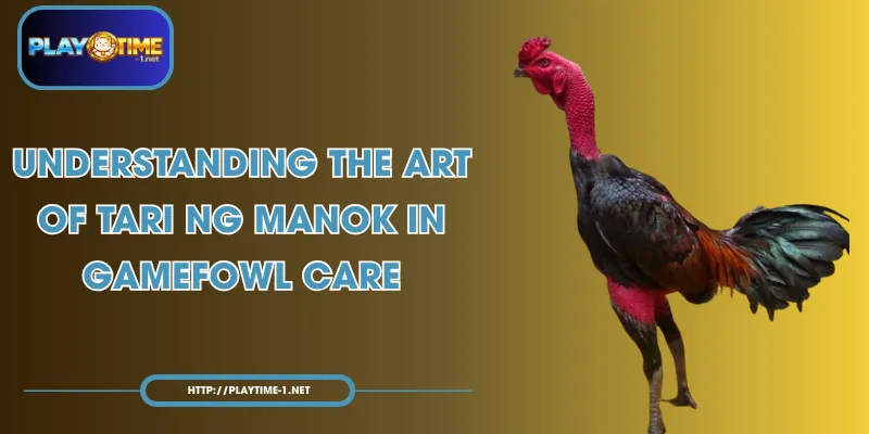 Understanding the Art of Tari ng Manok in Gamefowl Care